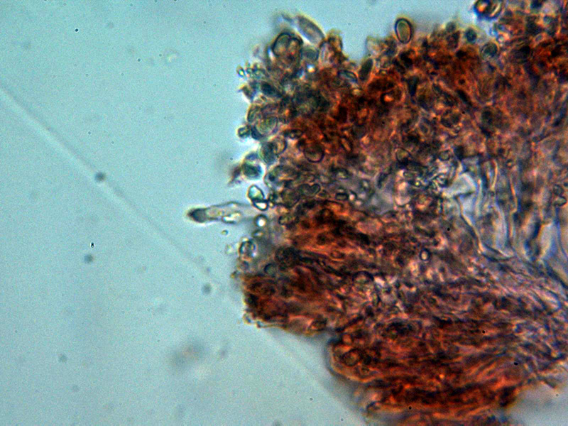 Aiuta con un corticale hydnoide